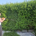 hedge trimming dublin