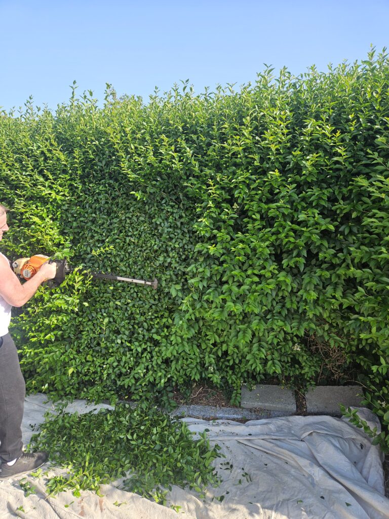 hedge trimming dublin
