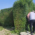 hedge trimming