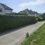 large trimmed hedge dublin