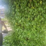 large hedge